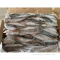 Fábrica BQF Frozen Spot Sardines 60-80G Embalaje a granel
